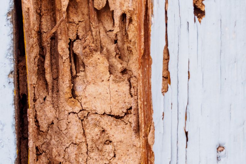 Dry Rot Repair