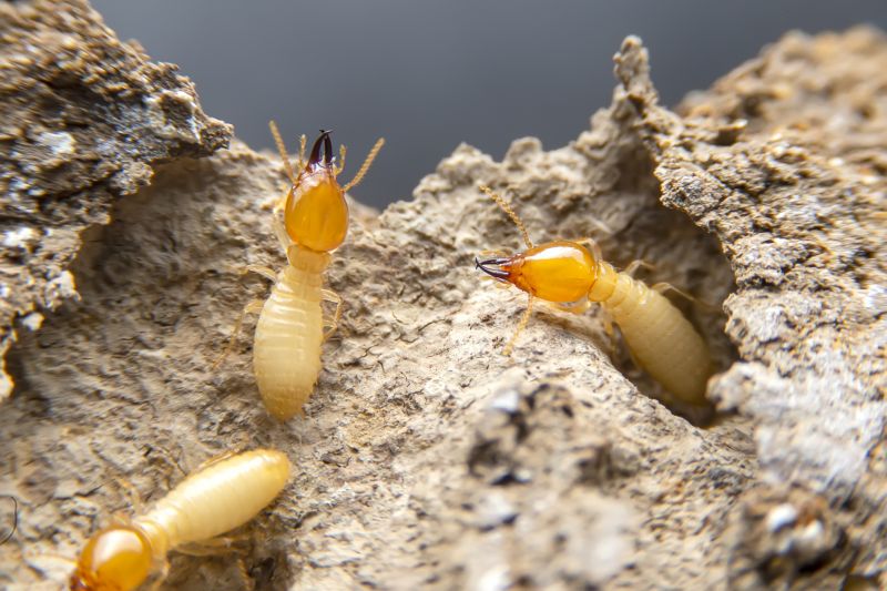 Pest Damage Repair